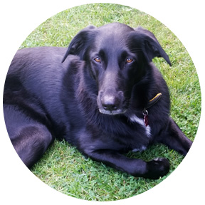 R.I.A. tiergestützte Pädagogik - meine Hündin Ria